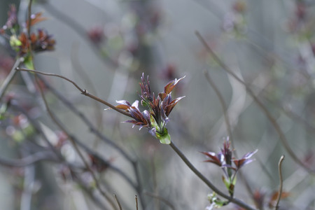 First spring leaves sproutsの写真素材