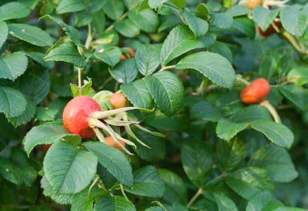 Briar leaves and cankerberries on bush. Green bush in summer gardenの写真素材