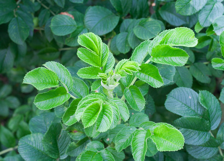Briar leaves background. Green bush in summer gardenの写真素材