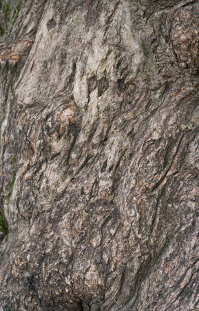 Old tree bark, trunk texture background detail.の写真素材