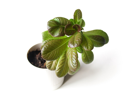 Green leaf vegetable, potherbs, greens, vegetable greens, leafy greens, or salad greens in a small white pot on a white backgroundの写真素材