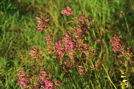 Wildflowers on grass background in evening lightの写真素材