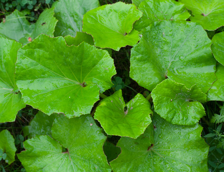 Coltsfoot wet leaves in rainy day. Foalfoot background. Foalfoot texture.の写真素材