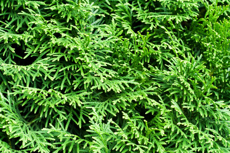 Green thuja natural backgroundの写真素材