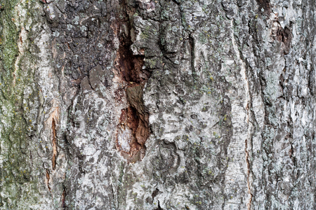 Old tree bark, trunk texture background detail.の写真素材