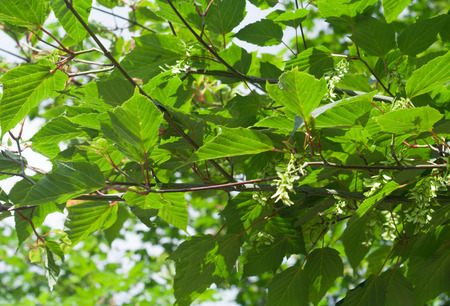 Acer Tegmentosum, Manchurian striped maple, branches with green leaves and seeds in summer daylight.の写真素材