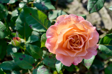 Pink and peach rose on green leaves background in the gardenの写真素材