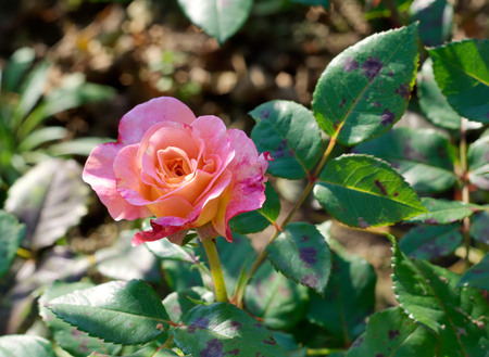 Pink and peach rose on green leaves background in the gardenの写真素材