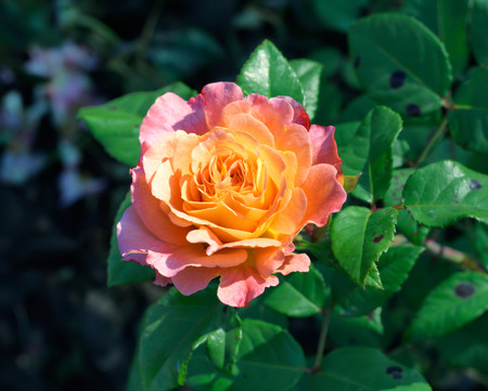 Pink and peach rose on green leaves background in the gardenの写真素材