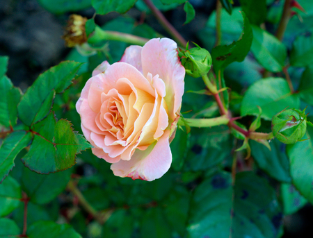 Pink and peach rose on green leaves background in the gardenの写真素材