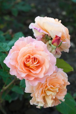 Pink and peach rose on green leaves background in the gardenの写真素材