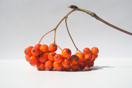 Rowan bright coral berries on a twig with shadow on light backgroundの写真素材