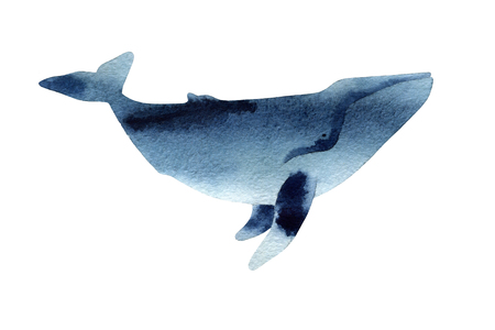 Watercolor sketch of humpback whale. Illustration isolated on white backgroundの写真素材