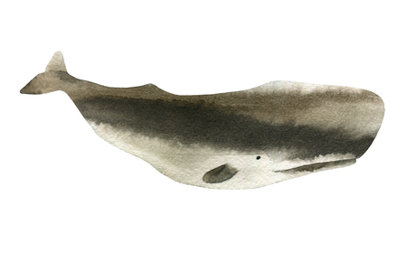 Watercolor sketch of sperm whale. Illustration isolated on white background.の写真素材