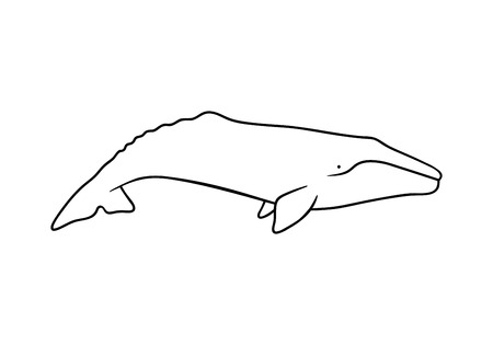 Silhouette of gray whale. Vector illustration isolated on white backgroundのイラスト素材