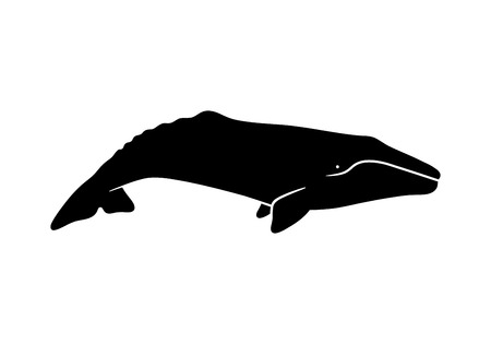 Silhouette of gray whale. Vector illustration isolated on white backgroundのイラスト素材