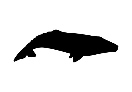 Silhouette of gray whale. Vector illustration isolated on white backgroundのイラスト素材