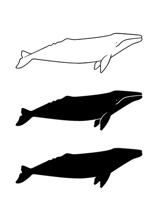 Silhouette of gray whale. Vector illustration isolated on white backgroundのイラスト素材