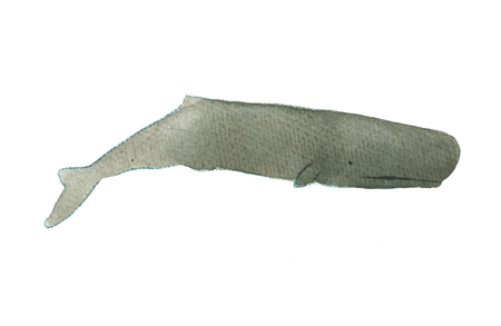 Watercolor sketch of sperm whale. Illustration isolated on white background. Realistic proportions.の写真素材