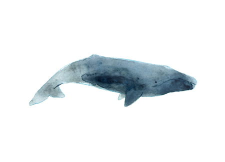 Watercolor sketch of gray whale. Illustration isolated on white background.の写真素材