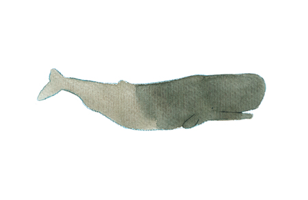 Watercolor sketch of sperm whale. Illustration isolated on white background. Realistic proportions.の写真素材