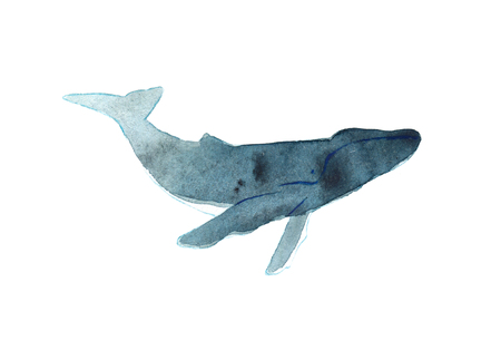 Watercolor sketch of humpback whale. Illustration isolated on white background.の写真素材