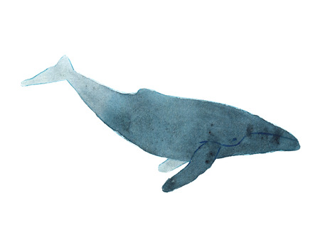 Watercolor sketch of humpback whale. Illustration isolated on white background.の写真素材