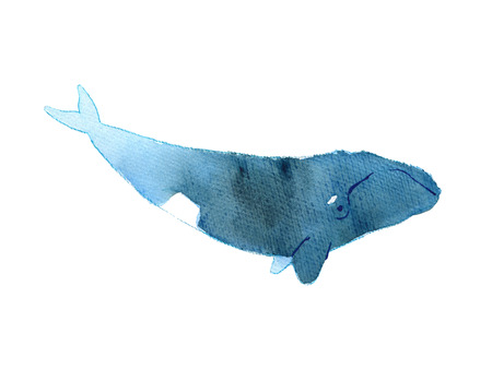 Watercolor sketch of right whale. Illustration isolated on white backgroundの写真素材