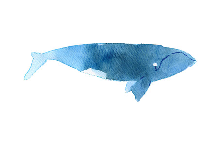 Watercolor sketch of right whale. Illustration isolated on white backgroundの写真素材