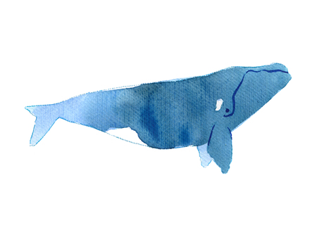 Watercolor sketch of right whale. Illustration isolated on white backgroundの写真素材