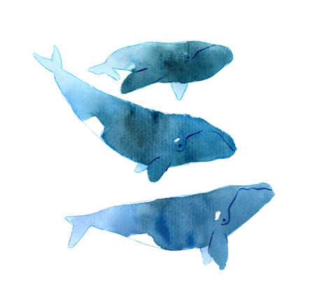 Watercolor sketch of right whale. Illustration isolated on white backgroundの写真素材