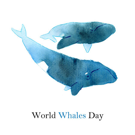 Watercolor sketch of right whale. Illustration isolated on white backgroundの写真素材