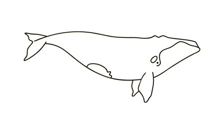 Vector illustration of a right whale isolated on whiteのイラスト素材