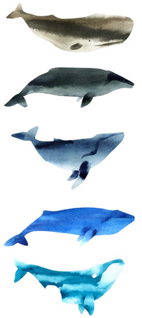 Watercolor sketch of whales. Illustration isolated on white backgroundの写真素材