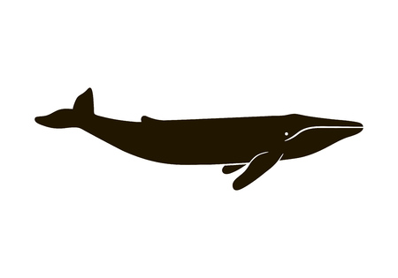 Illustration of blue whale isolated on white background. Realistic proportions.の写真素材