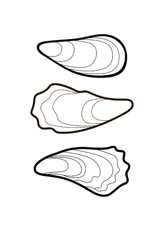 three vector seashells isolated on white backgroundのイラスト素材