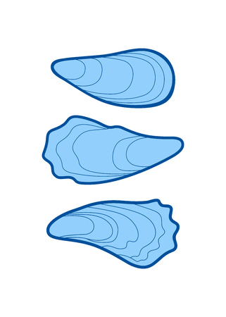 three vector seashells isolated on white backgroundのイラスト素材