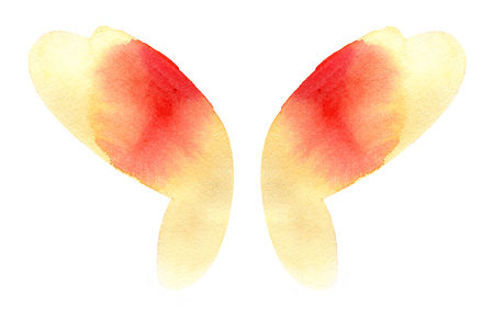 Watercolor butterfly wings isolated on white backgroundの写真素材