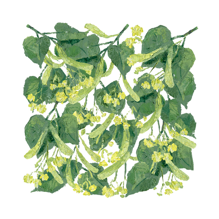 Linden branches with leaves and flowers illustration. Isolated square composition.の写真素材