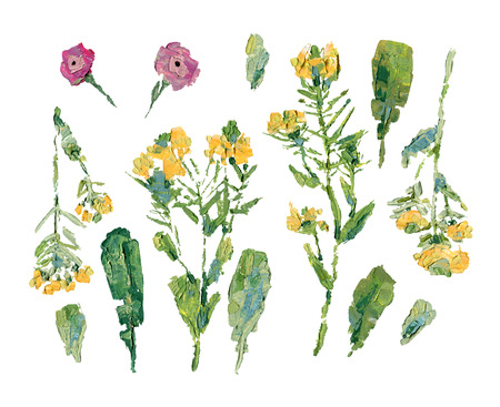 Oil painting of wild flowers isolated on white background: set of stalks with flowers and different leavesの写真素材
