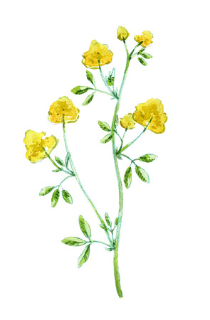 Alfalfa, Medicago sativa, lucerne. Hand drawn watercolor illustration of alfalfa plant with flowers isolated on white background.の写真素材