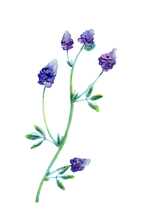Alfalfa, Medicago sativa, lucerne. Hand drawn watercolor illustration of alfalfa plant with flowers isolated on white background.の写真素材
