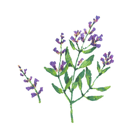 Sage flower illustration. Oil hand drawn bunch of flowering sage. Isolated herbs on white backgroundの写真素材
