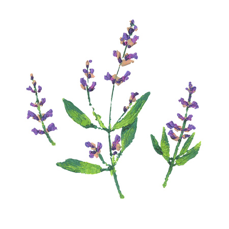 Sage flower illustration. Oil hand drawn bunch of flowering sage. Isolated herbs on white backgroundの写真素材