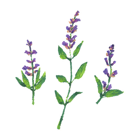 Sage flower illustration. Oil hand drawn bunch of flowering sage. Isolated herbs on white backgroundの写真素材
