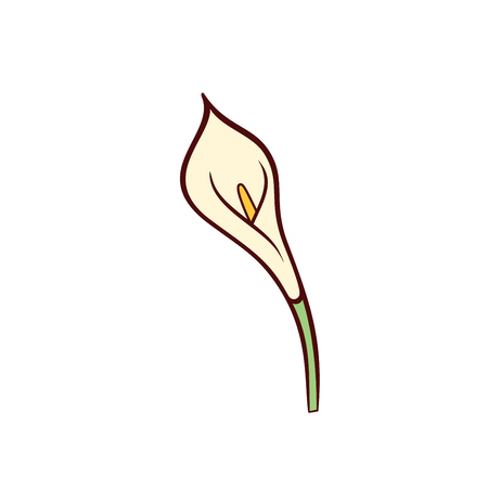 Vector Calla lily flower isolated on white background. Icon in flat styleのイラスト素材