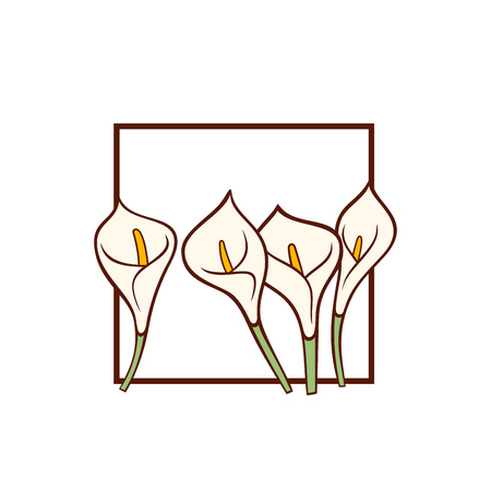 Calla lily flowers with white bud isolated on white background. Vector card template.のイラスト素材