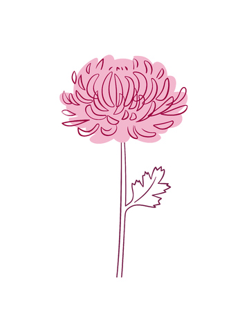 Floral art - pink Aster. Vector illustration isolated on white backgroundのイラスト素材