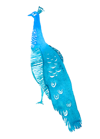 Peacock bird. Watercolor illustration isolated on white backgrpundの写真素材