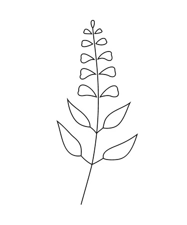 Vector illustration of sage with flower isolated on white background.のイラスト素材